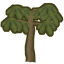Cecropia tree.png