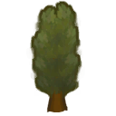 Poplar tree