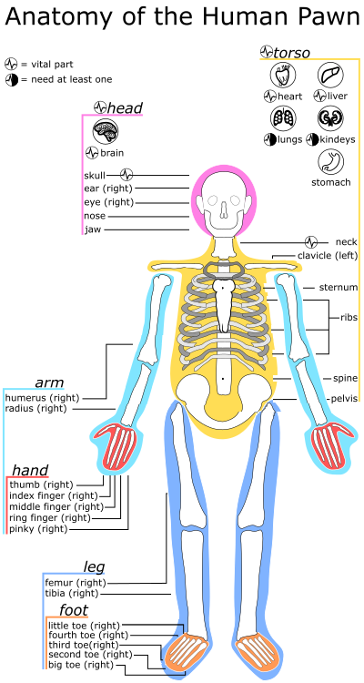 File:Anatomy of the pawn Edited.png