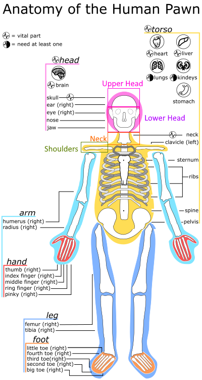 File:Human Body Areas Located.png