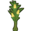 Corn plant