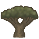 Drago tree